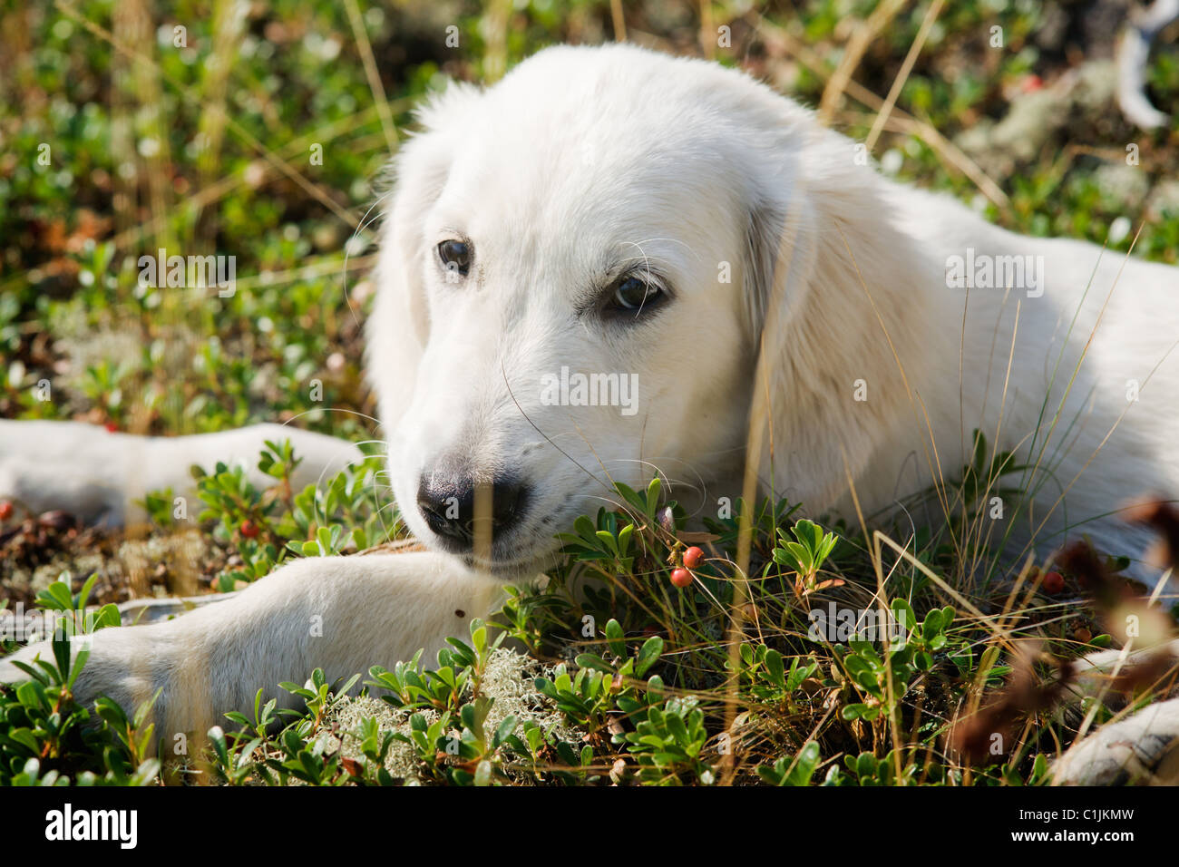 Golden retriever in the grass Stock Photo - Alamy