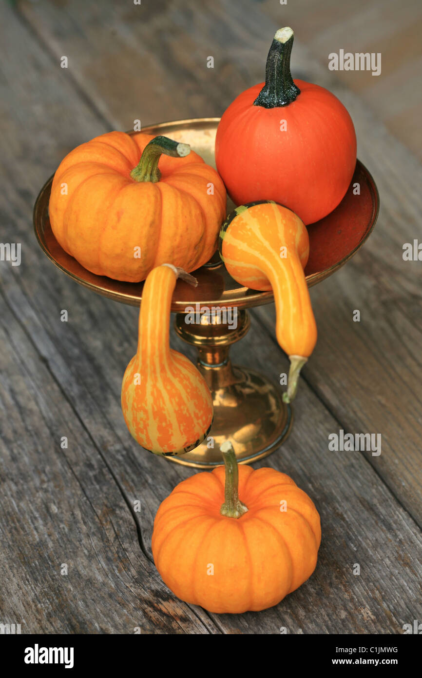 Autumn decoration with pumpkins Stock Photo