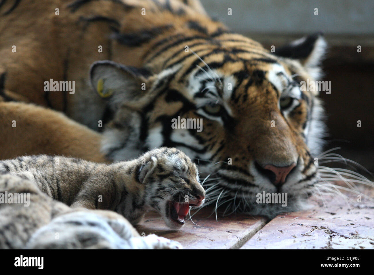 Tiger cubs in China An eight-year-old tiger has given birth to six cubs ...