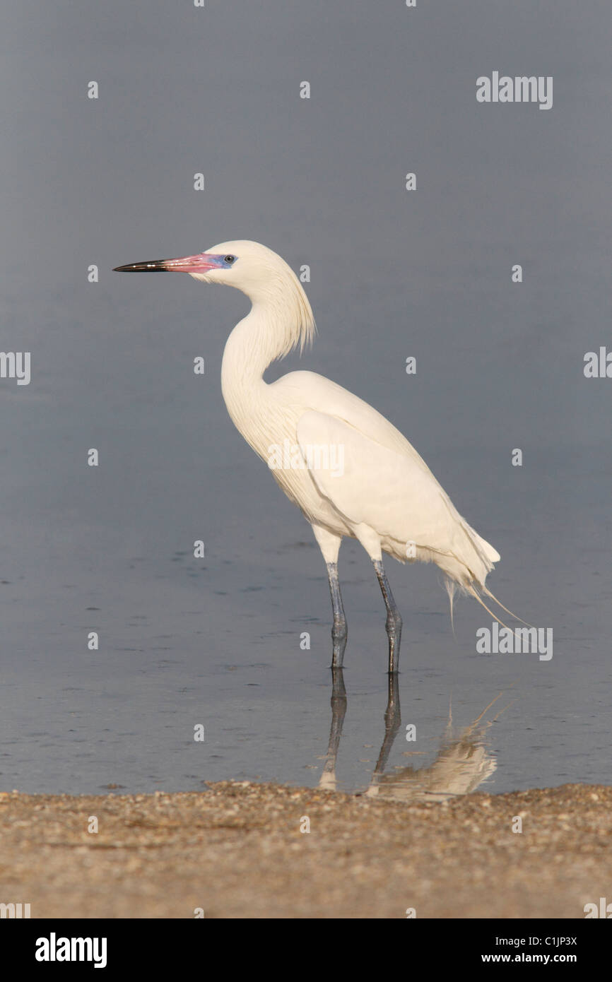 Reddish Egret (Egretta rufescens) White Morph Stock Photo