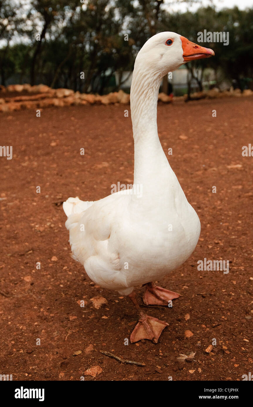 Domestic Goose Stock Photo