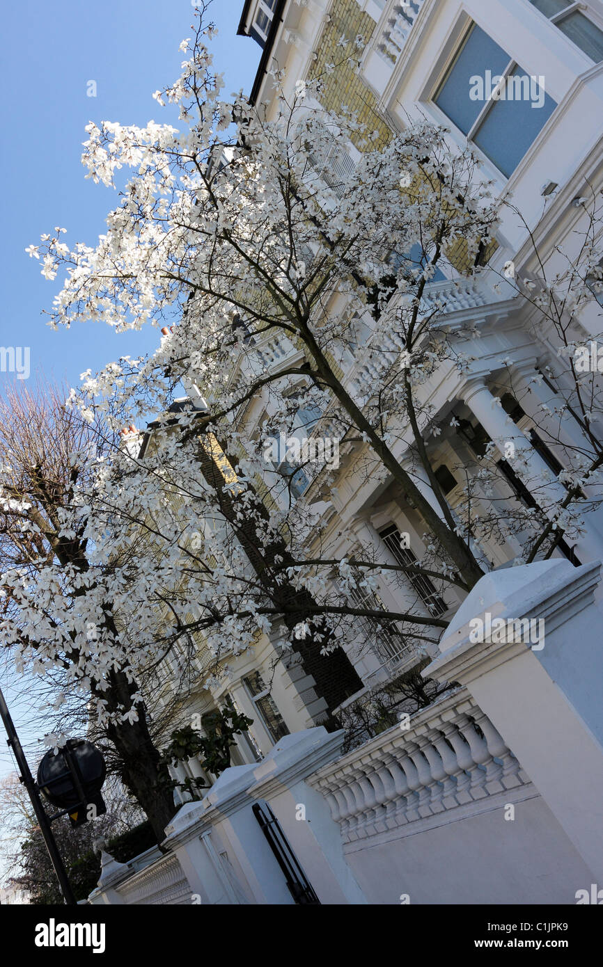 Beautiful early spring Royal Star Magnolia tree in bloom, captured in Tregunter Road, Fulham, England. Stock Photo
