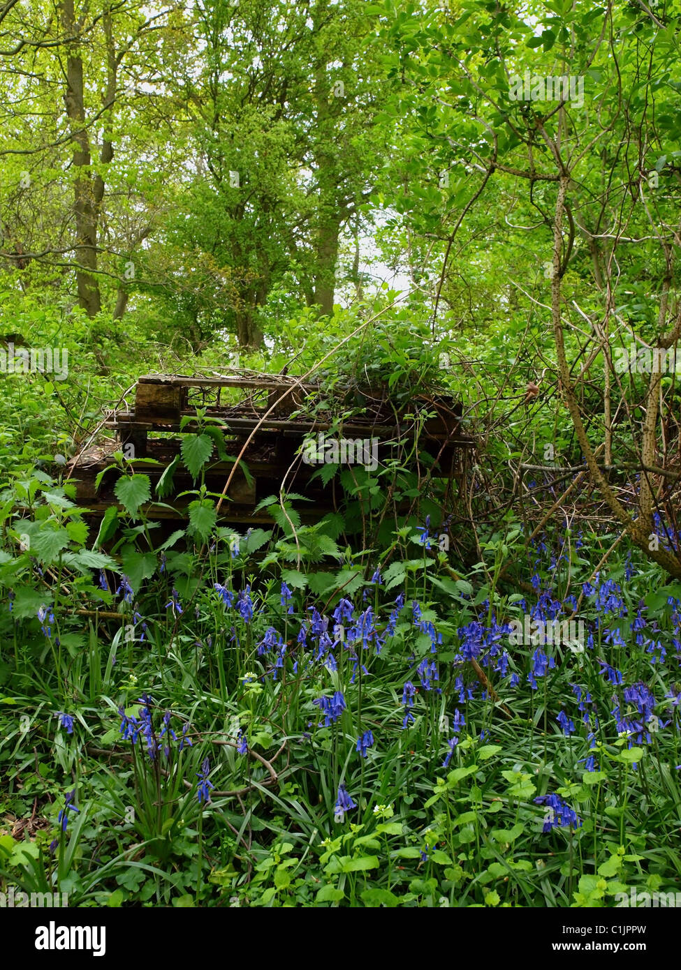 Bluebells growing in a copse with discarded pallets behind. Stock Photo