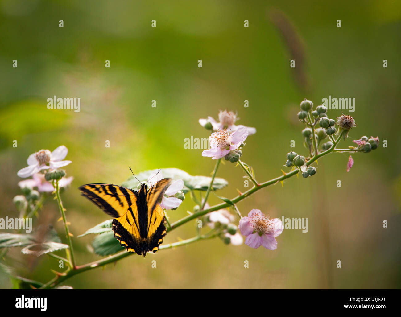 monarch fluttering on blackberry branch Stock Photo