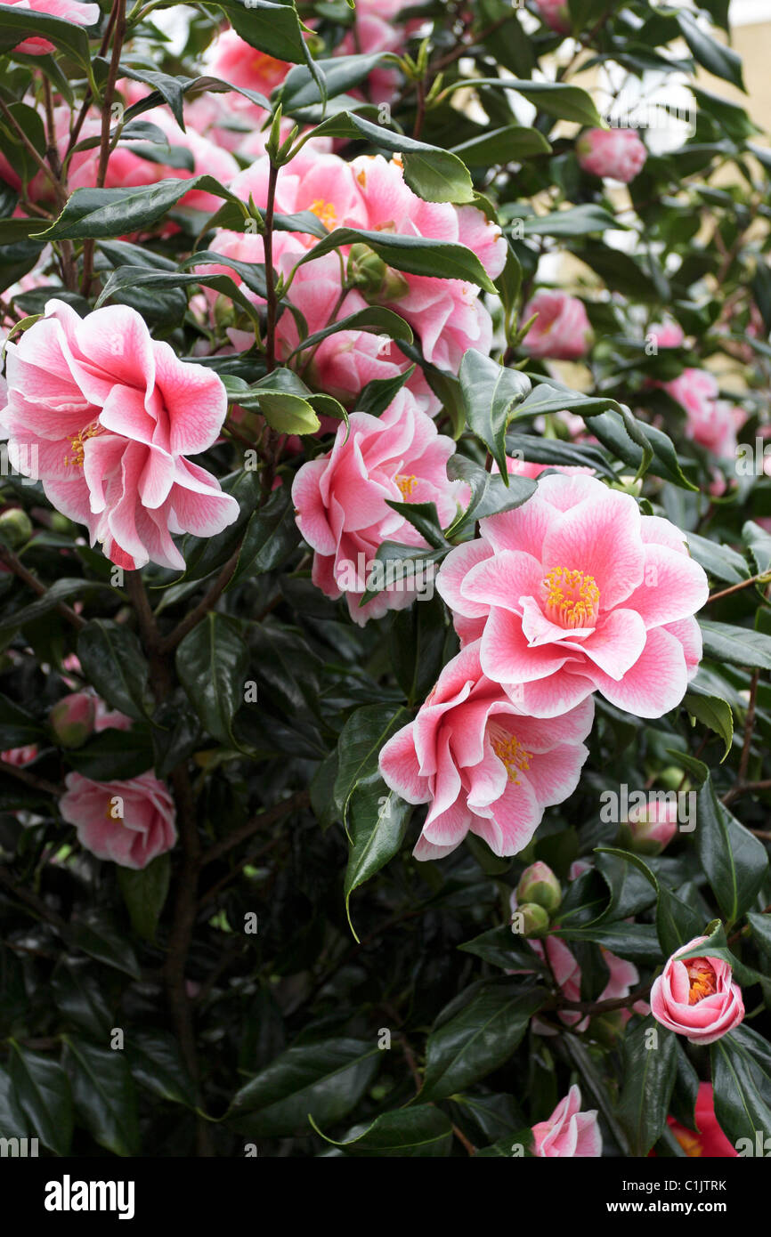 Camellia japonica yours truly hires stock photography and images Alamy