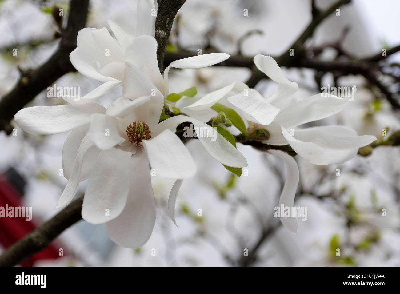 Blooms of white Magnolia Stellata petals during spring in Chelsea, London. Stock Photo