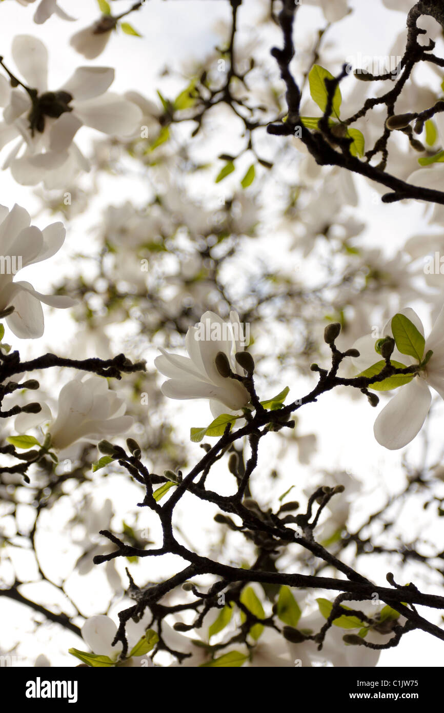 Blooms of white Magnolia Stellata petals during spring in Chelsea, London. Stock Photo