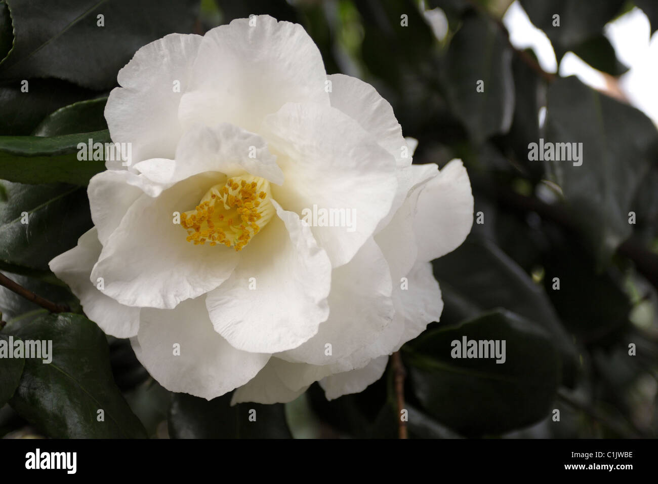 Camellia japonica ( alba simplex ) viewed here from a closeup aspect
