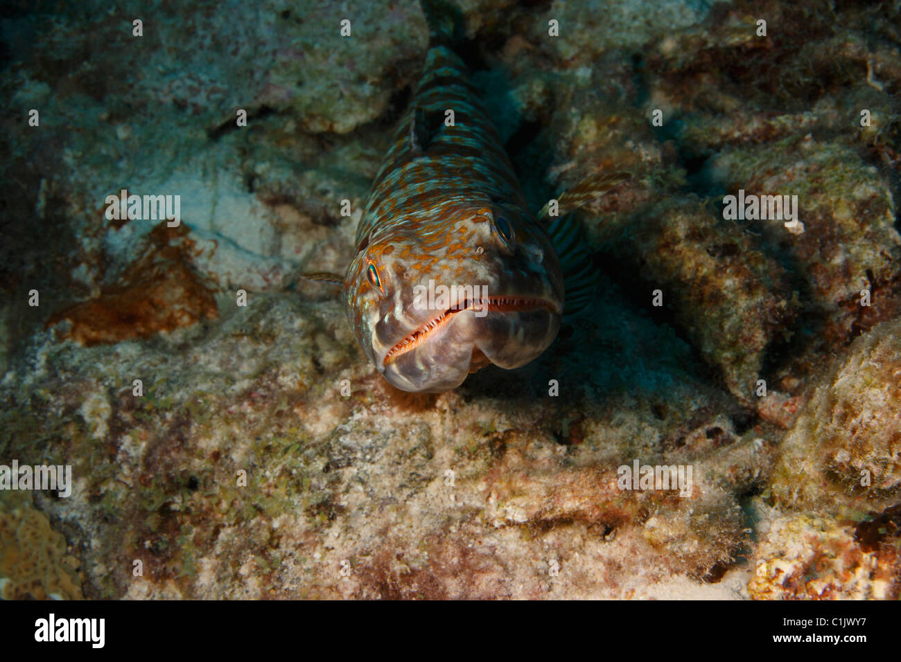 Sand Diver (Synodus intermedius) laying on a coral bottom. Stock Photo