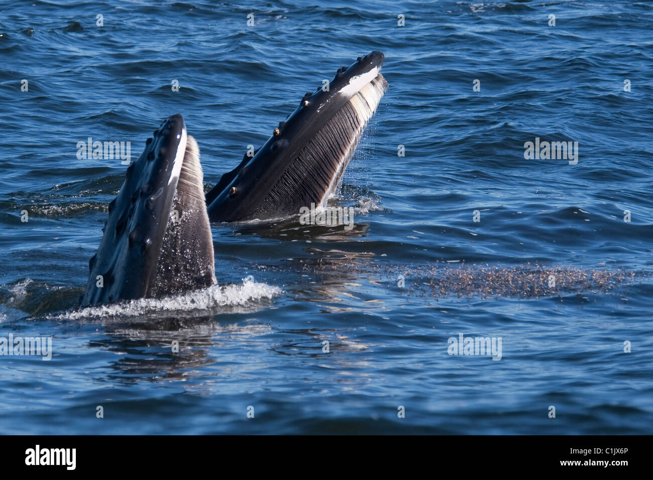 Two Humpback Whales (Megaptera novaeangliae) lunge-feeding on Krill. Monterey, California, Pacific Ocean. Stock Photo