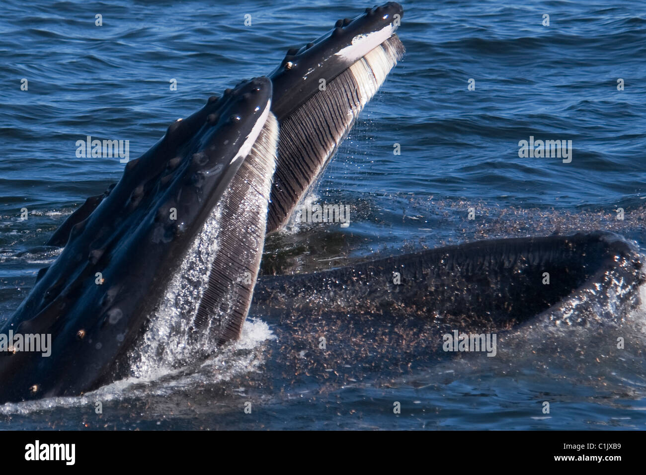 Two Humpback Whales (Megaptera novaeangliae) lunge-feeding on Krill. Monterey, California, Pacific Ocean. Stock Photo