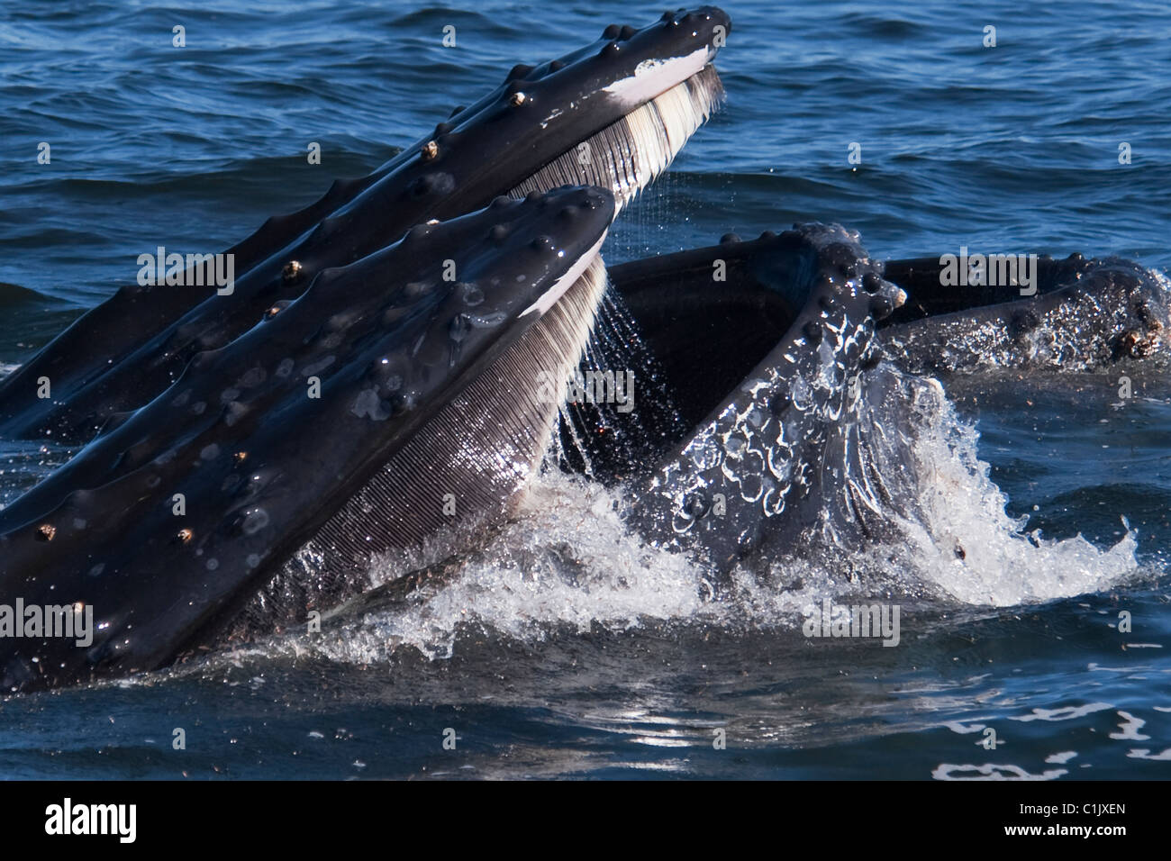 Two Humpback Whales (Megaptera novaeangliae) lunge-feeding on Krill. Monterey, California, Pacific Ocean. Stock Photo