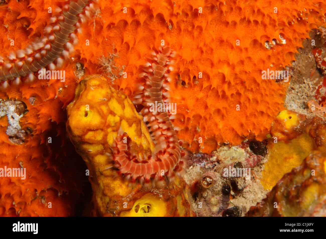 Bearded Fireworm (Hermodice carunculata) on sponge. Stock Photo