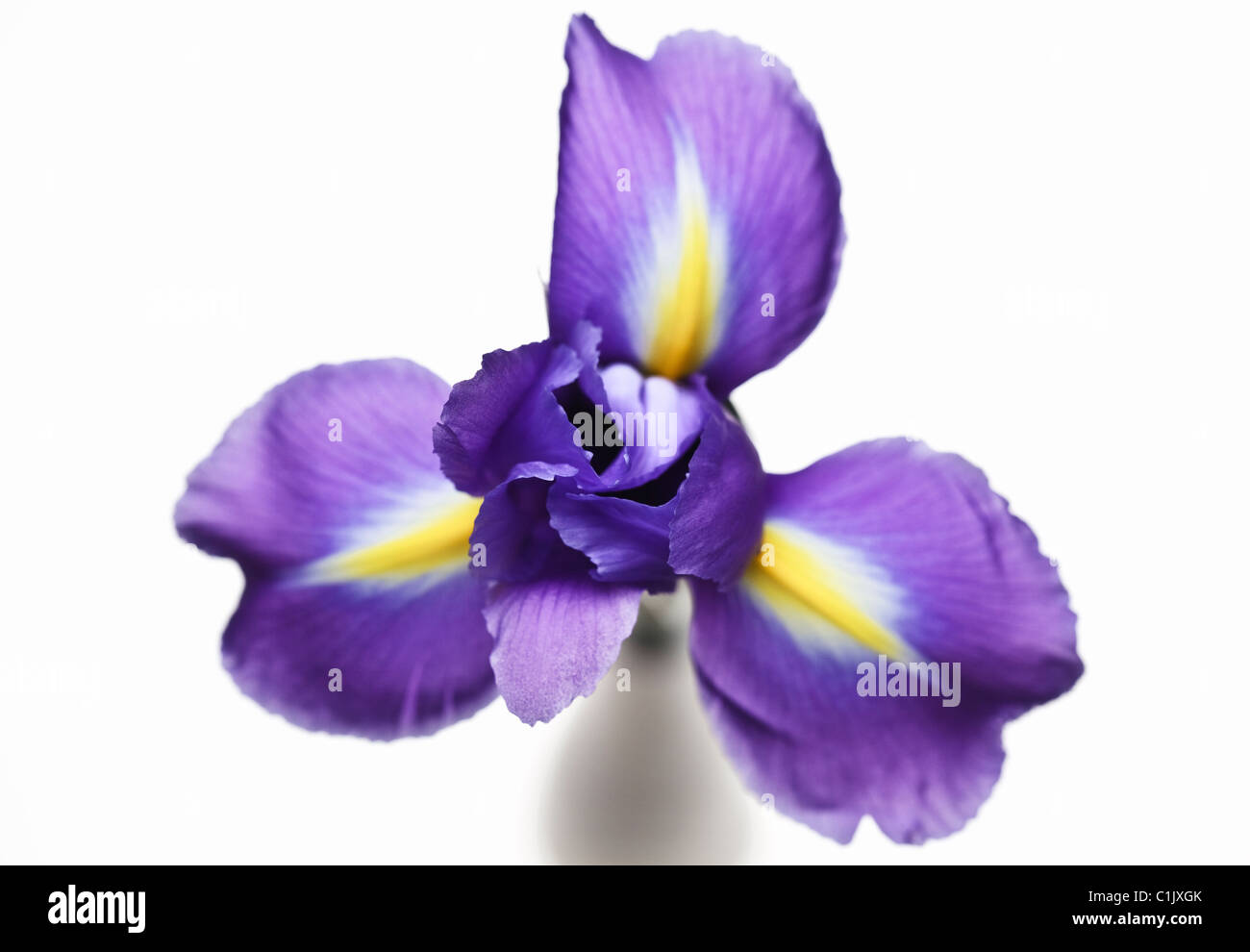 Iris in Vase topview Stock Photo