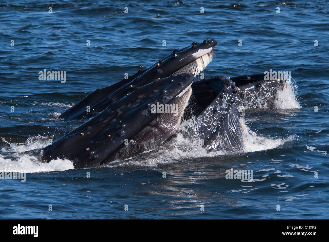 Two Humpback Whales (Megaptera novaeangliae) lunge-feeding on Krill. Monterey, California, Pacific Ocean. Stock Photo