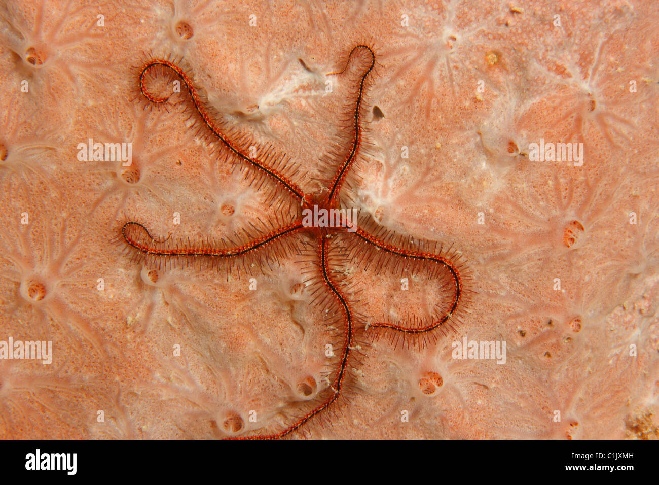 Sponge Brittle Star (Ophiothrix suensonii) on sponge Stock Photo - Alamy