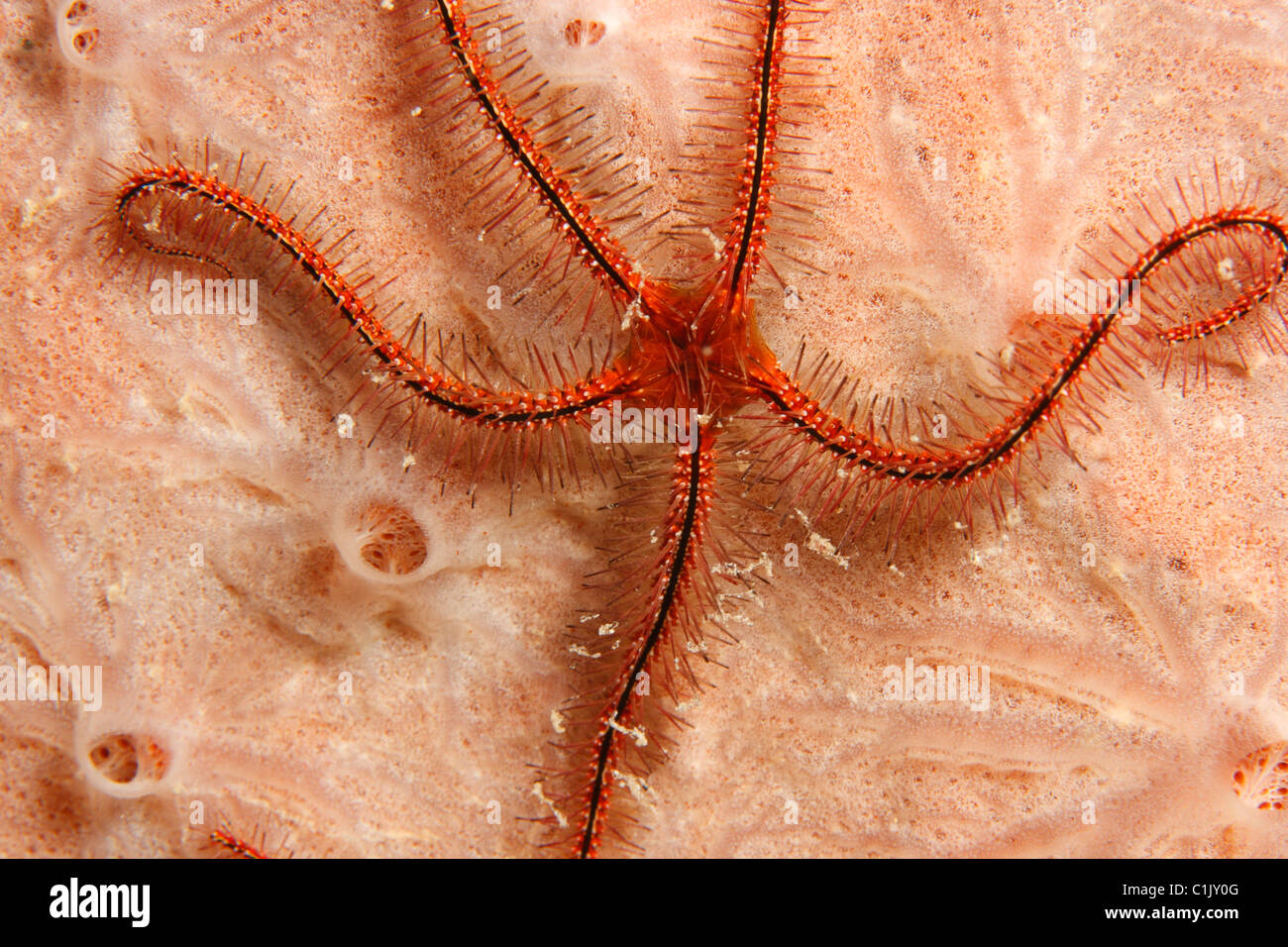 Sponge Brittle Star (Ophiothrix suensonii) on sponge. Stock Photo