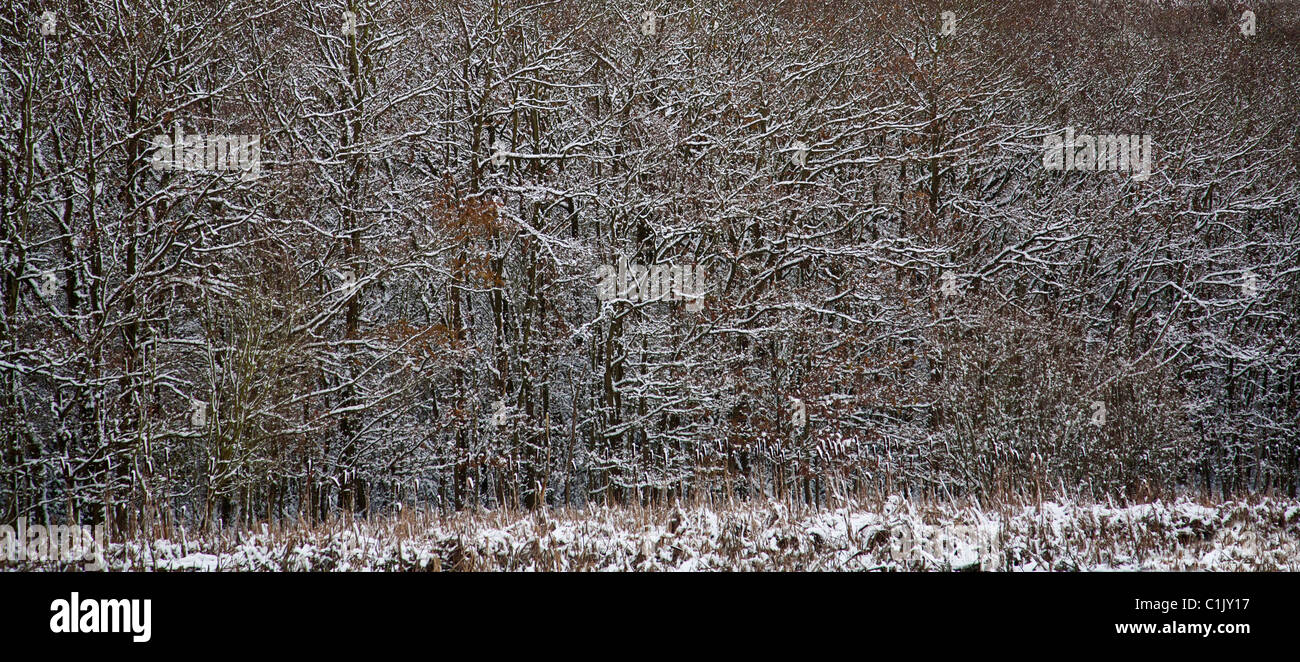 Trees covered in a dusting of snow Stock Photo Alamy