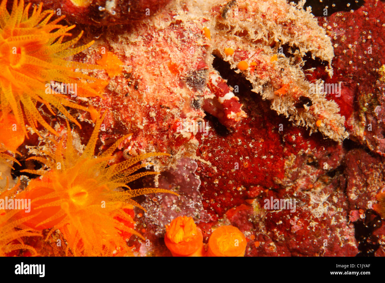 Unknown species of highly-camouflaged decorator crab covered with  filamentous algae, Puri Jati, Bali, Indonesia Stock Photo - Alamy