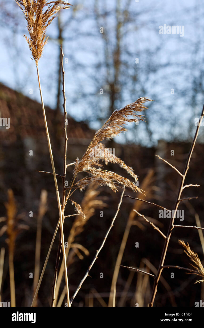 Common Reed Jackson's Brickworks Middlewood Way Poynton Cheshire ...