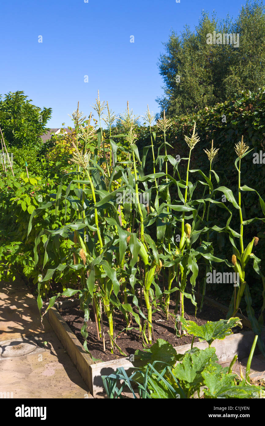 Sweetcorn growing in vegetable patch Stock Photo