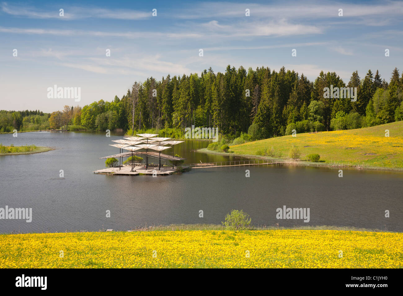 Dandelion Field, Leigo Lakes, Valga County, Estonia, Europe Stock Photo