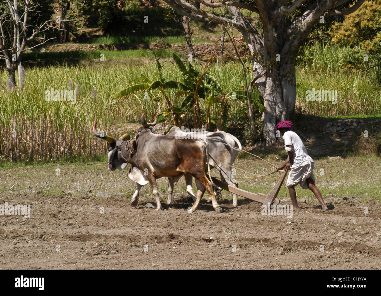 Bull Pulling Plow Stock Photos & Bull Pulling Plow Stock Images Alamy