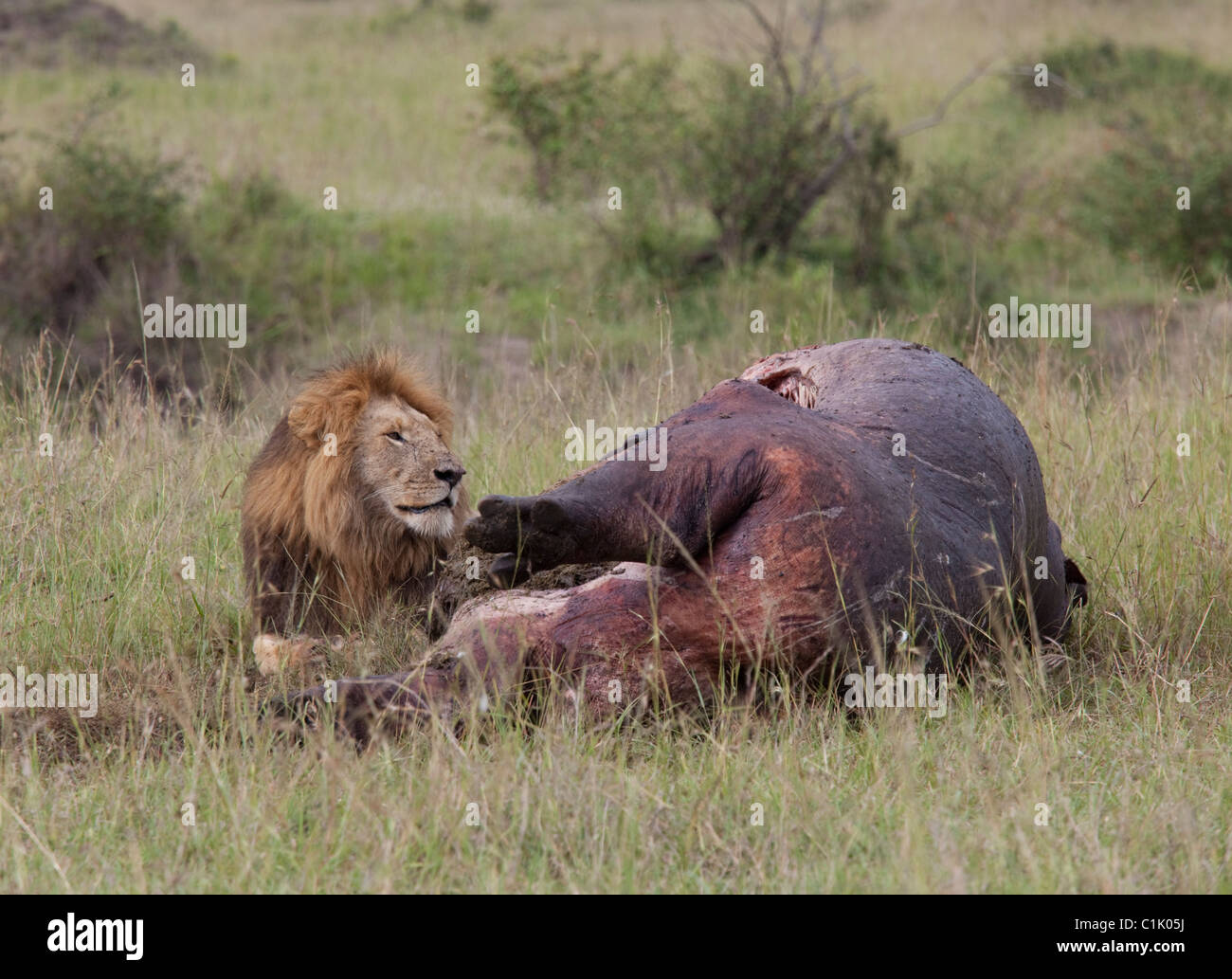 Resting male lion Panthera leo with hippo kill Masai Mara Game Reserve Kenya Stock Photo