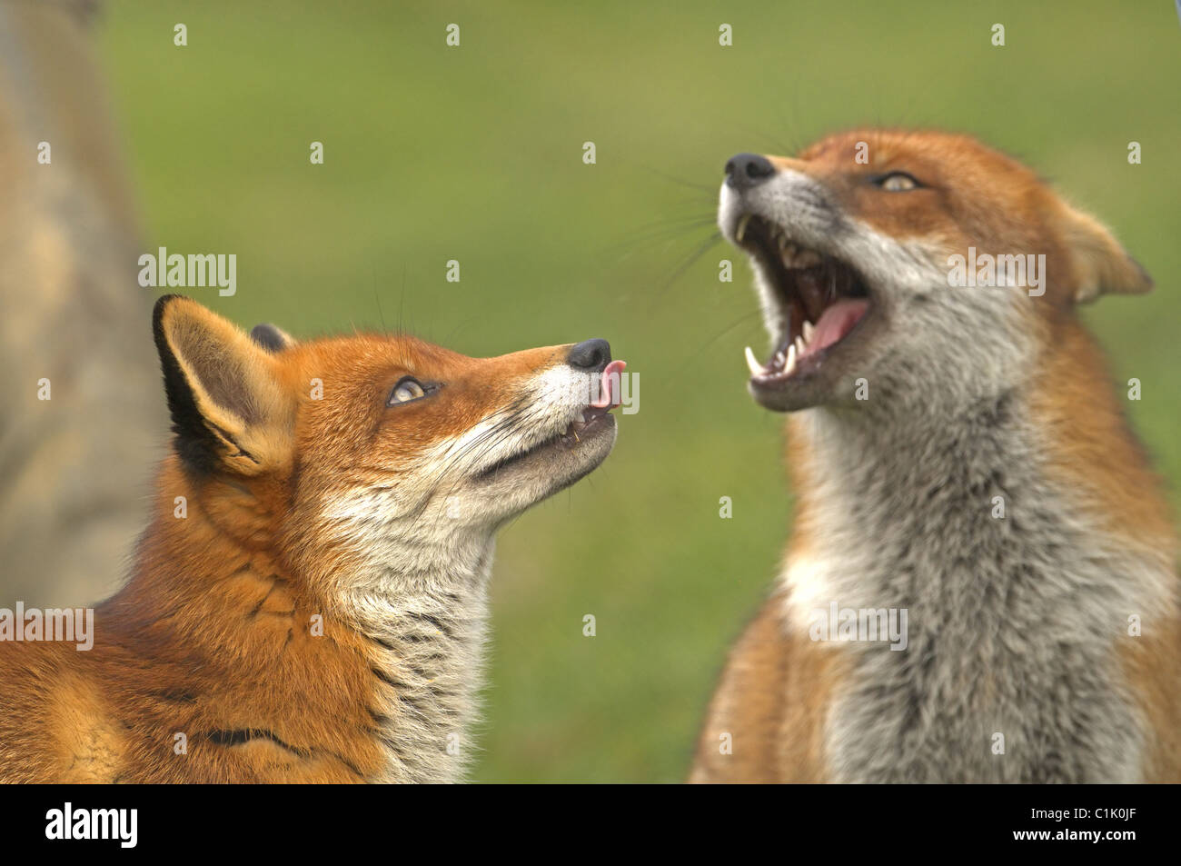 PAIR OF RED FOXES VULPES VULPES Stock Photo
