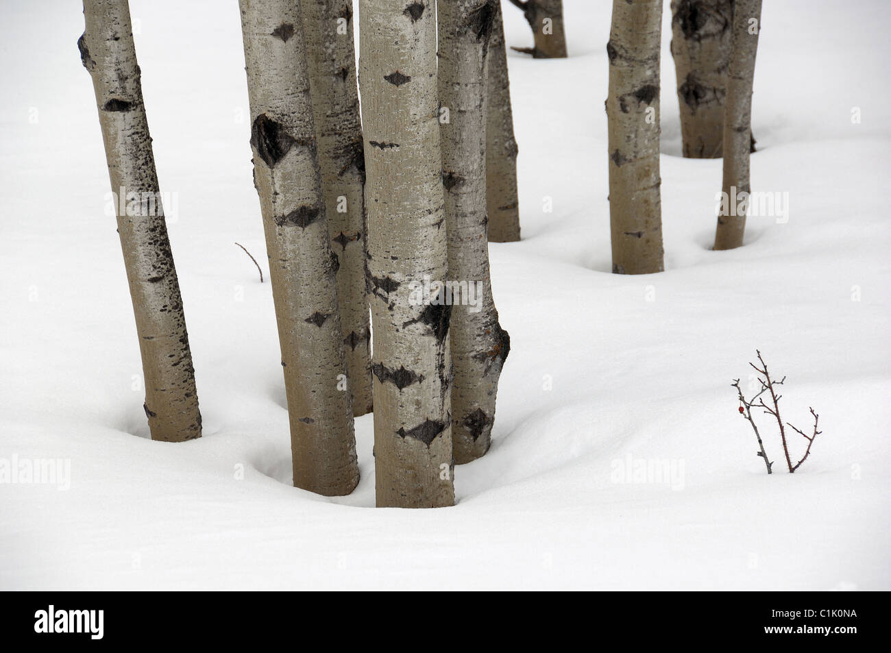 Poplar (aspen) trees in snow Stock Photo