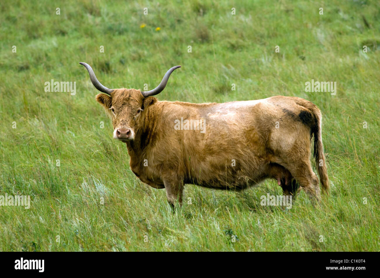 Longhorn cow hi-res stock photography and images - Alamy