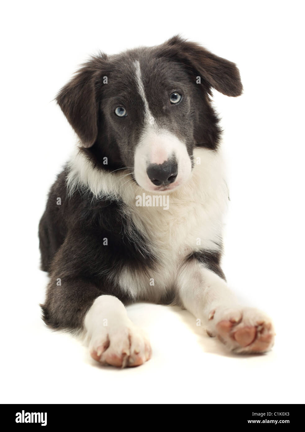 8 month old Border Collie Stock Photo