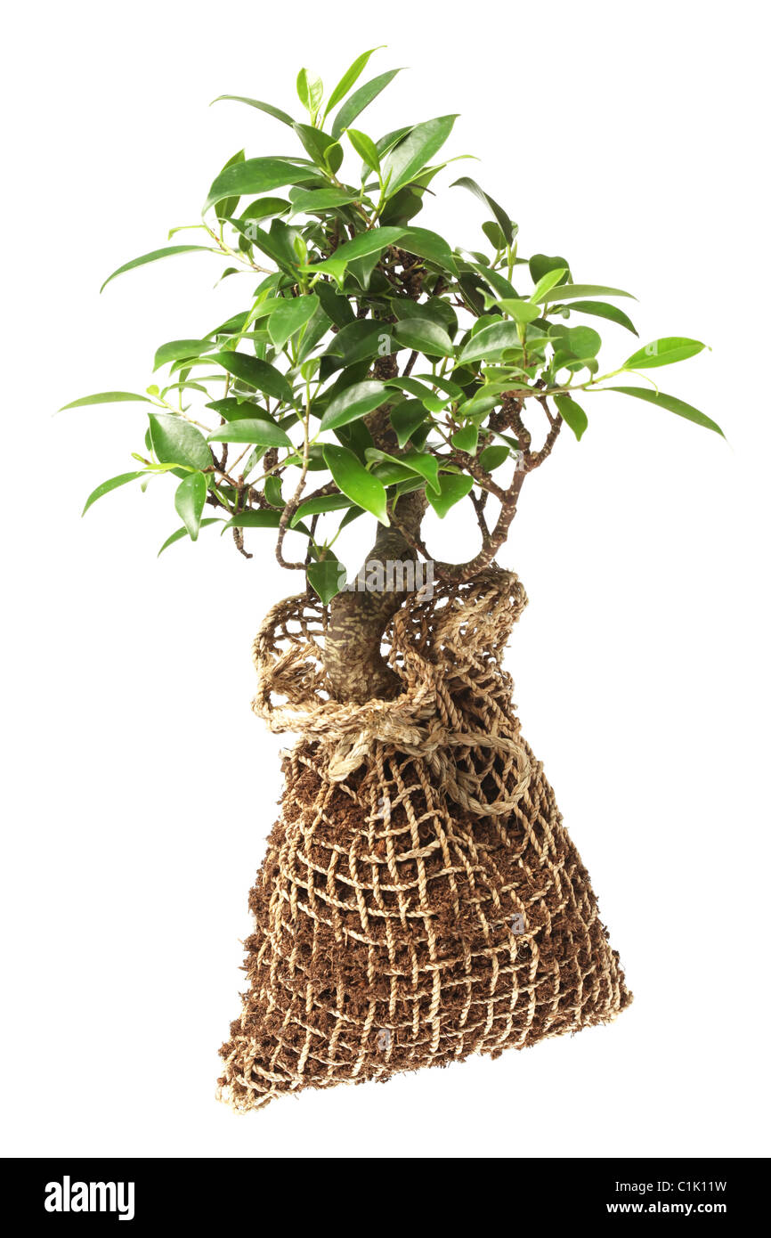 Bonsai tree isolated on white Stock Photo - Alamy