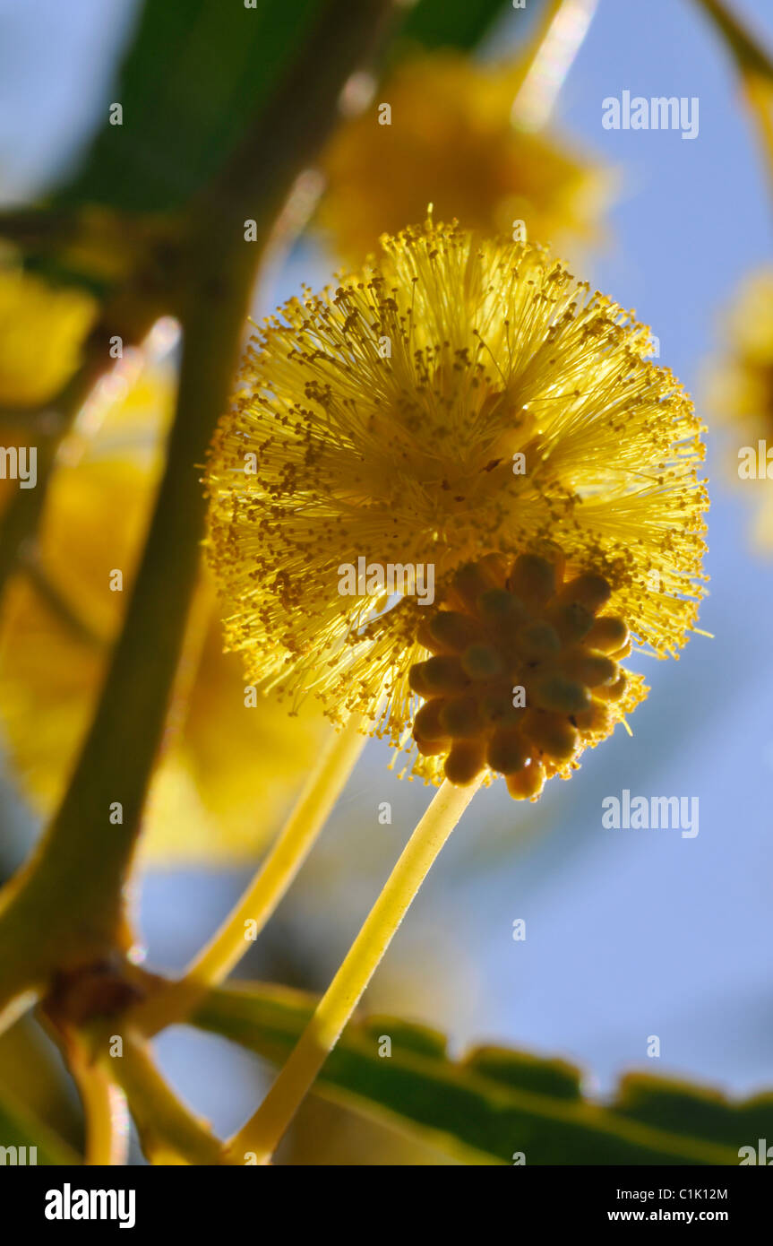 Acacia flowers (Acacia saligna) Stock Photo