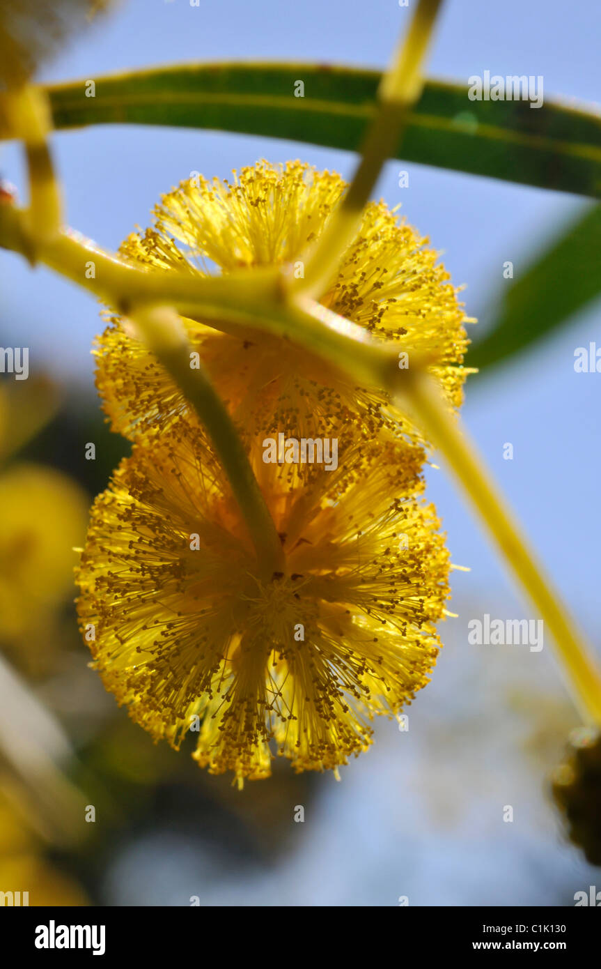 Yellow flowers of the Acacia saligna shrub Stock Photo