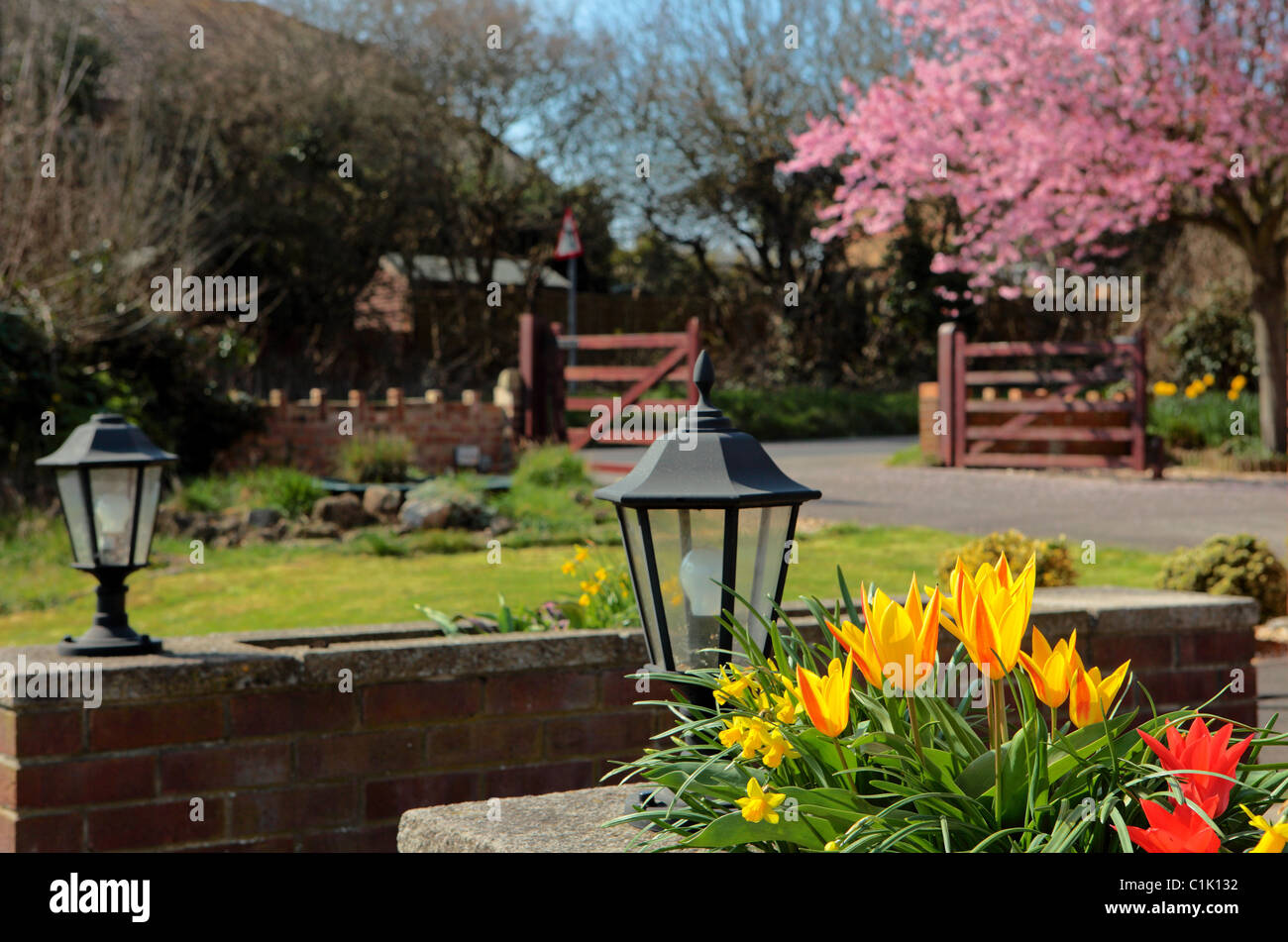 Beautiful Colourful English Country Garden In Spring With Pretty Tulip Beautiful Colourful English Country Garden In Spring With Pretty Tulip