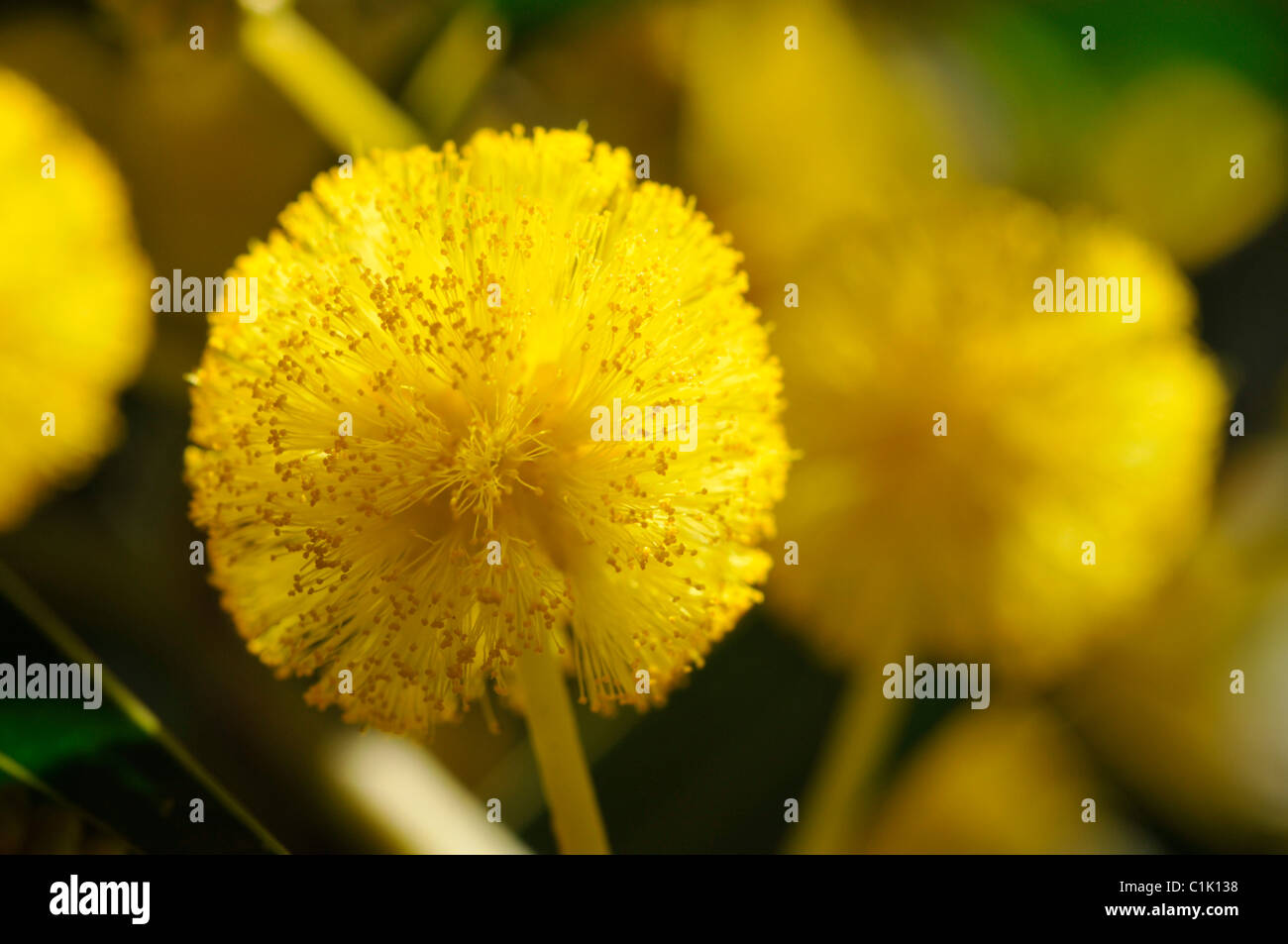 Close up of a beautiful mimosa flower Stock Photo