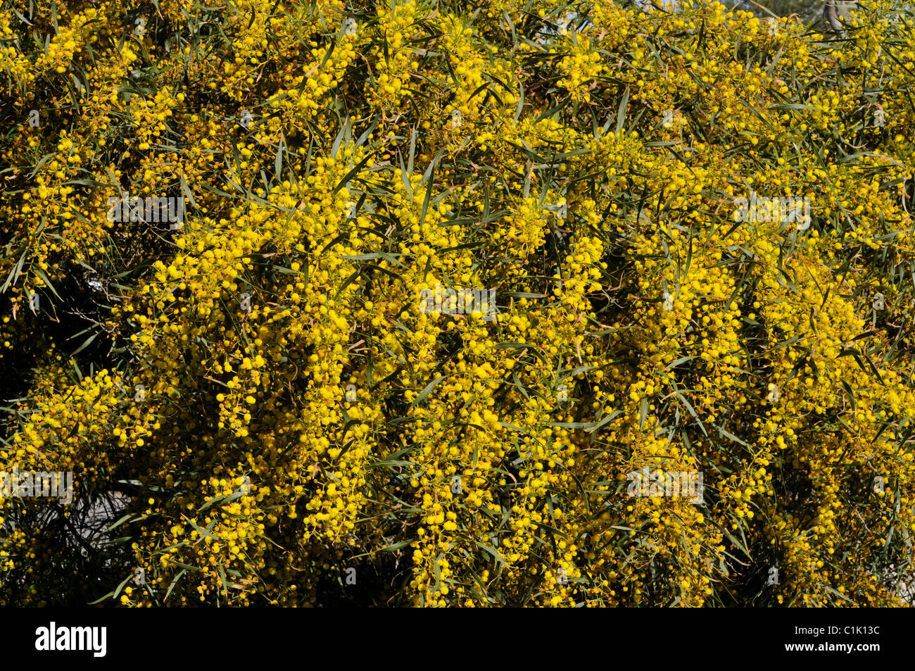 Flowering Acacia saligna or Golden Wattle tree Stock Photo