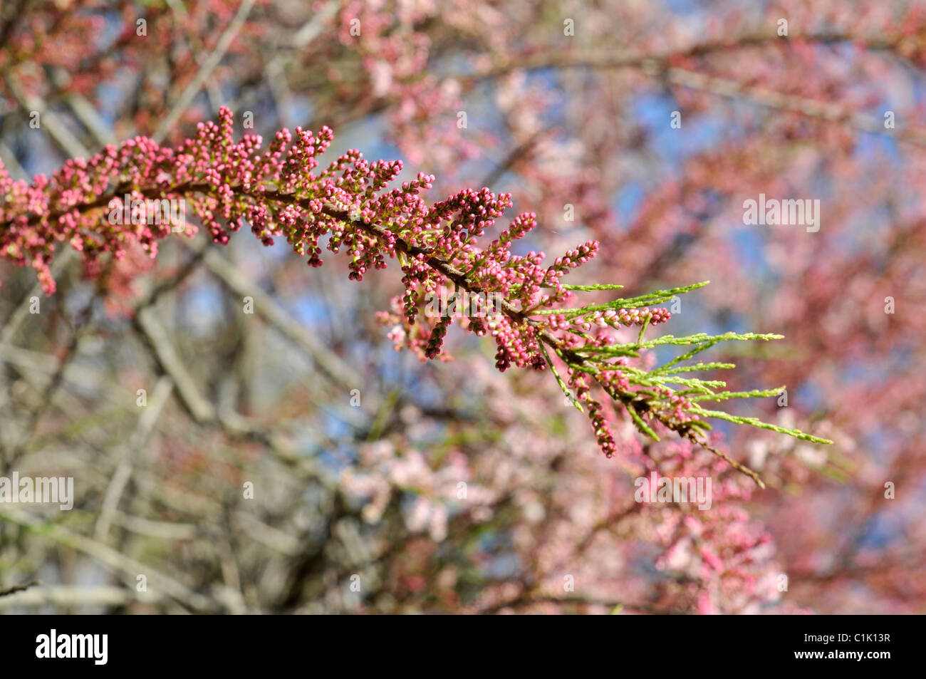 Tamarisk branch with flowers and leaves Stock Photo