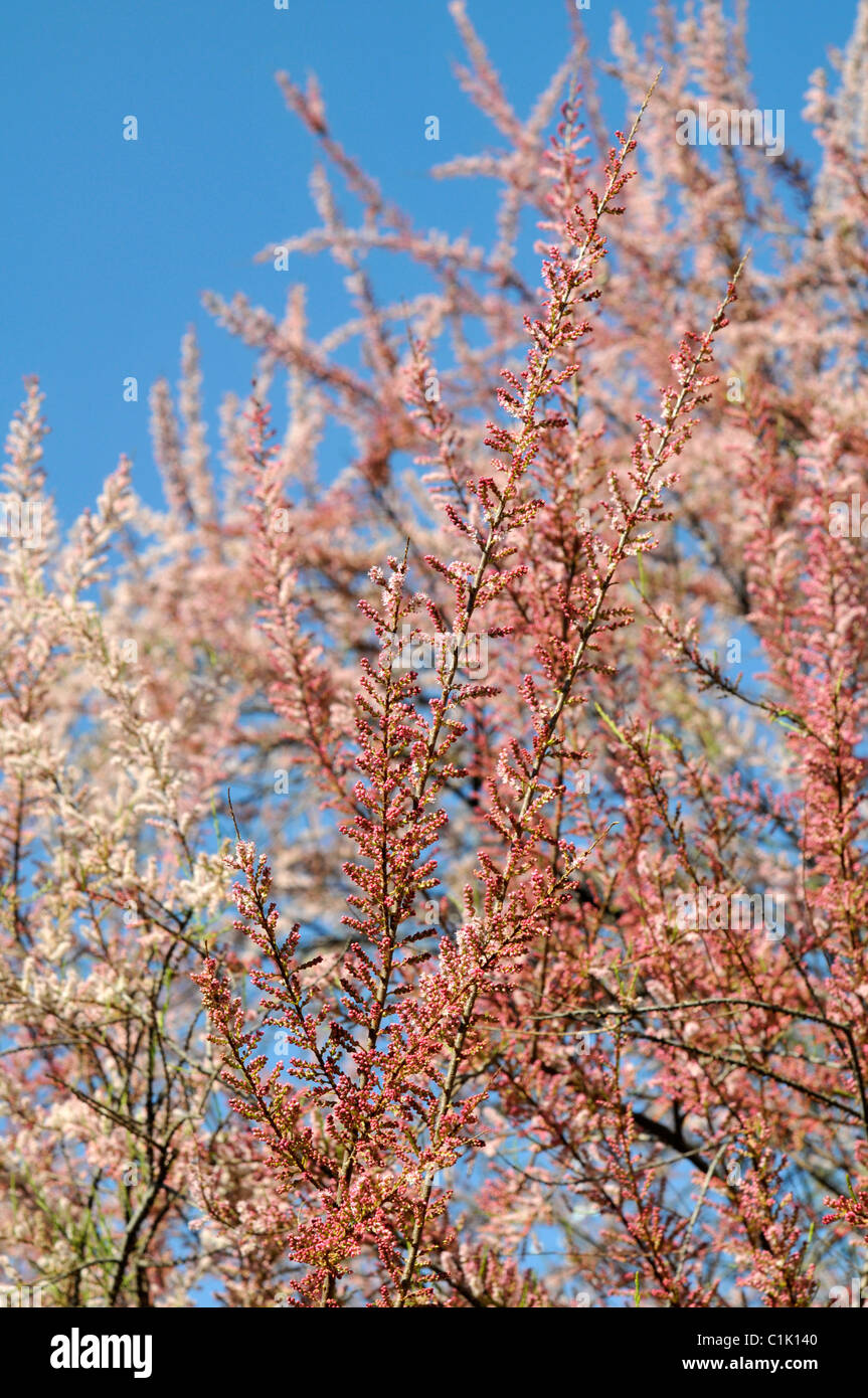 Tamarix gallica in flower against a spring blue sky Stock Photo