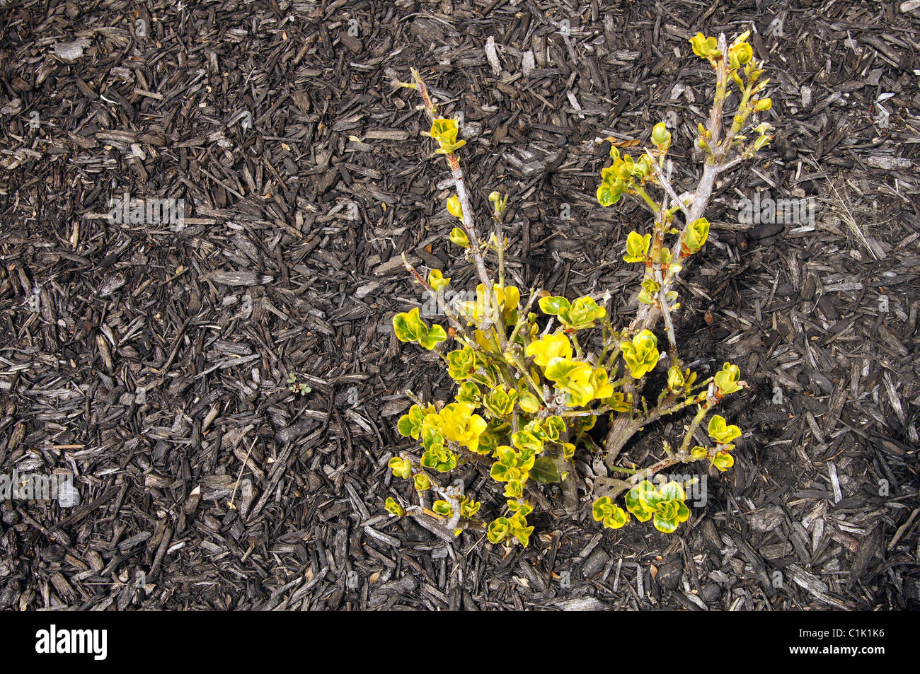 This picture shows the results of damage caused to shrubs by whitetail deer in Arkansas. Stock Photo