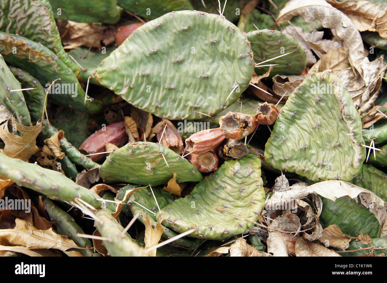photograph of a cactus plant with needles and fruit in Arkansas. Oak