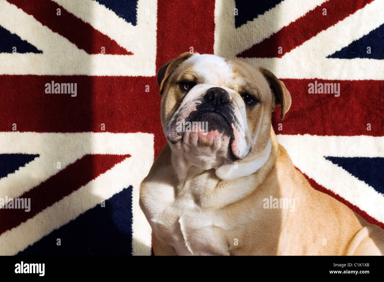 A British Bulldog Sat on a Union Jack Rug Stock Photo