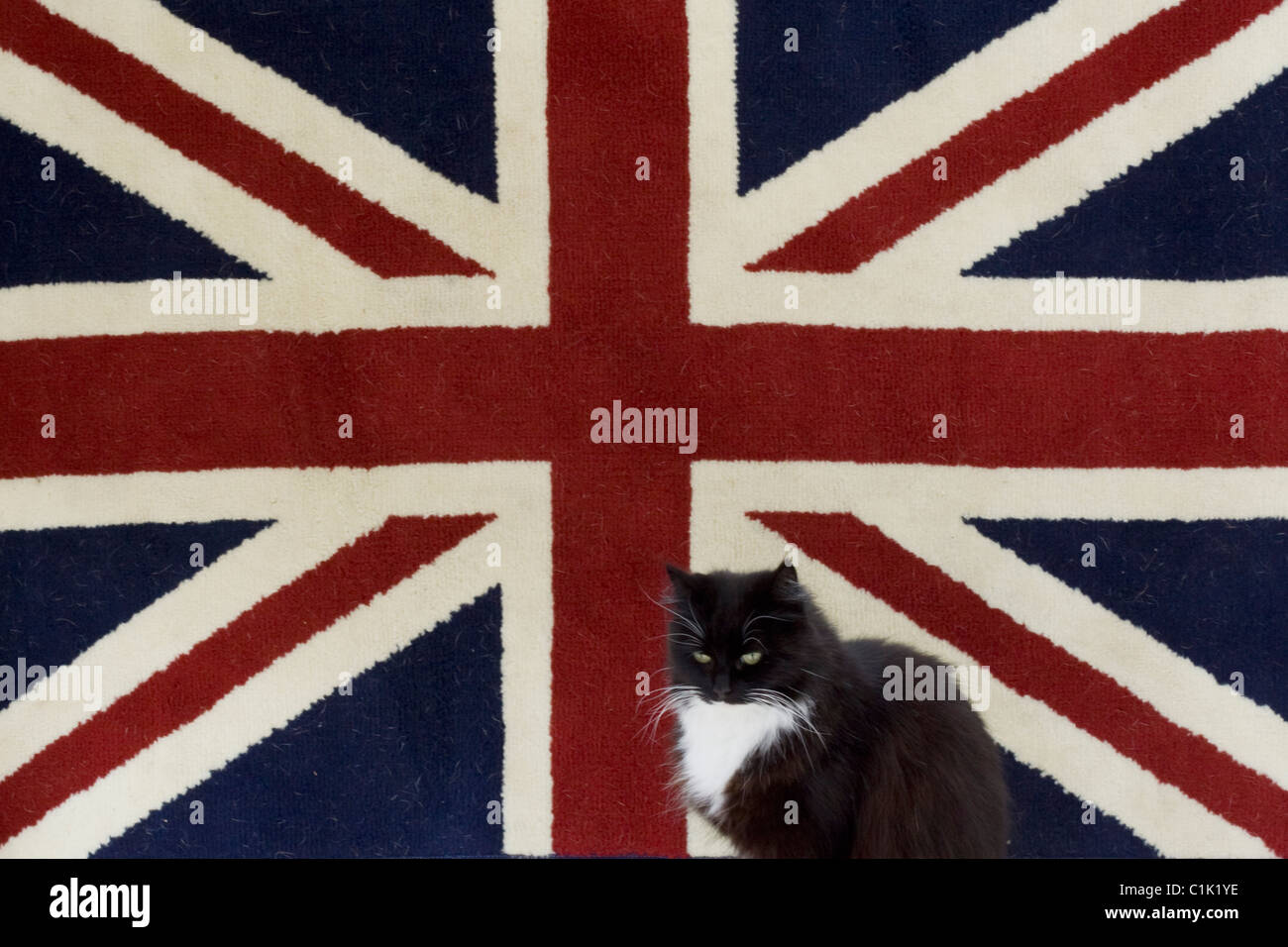 A Black Cat sat in front of a rug of the Union Jack Stock Photo - Alamy