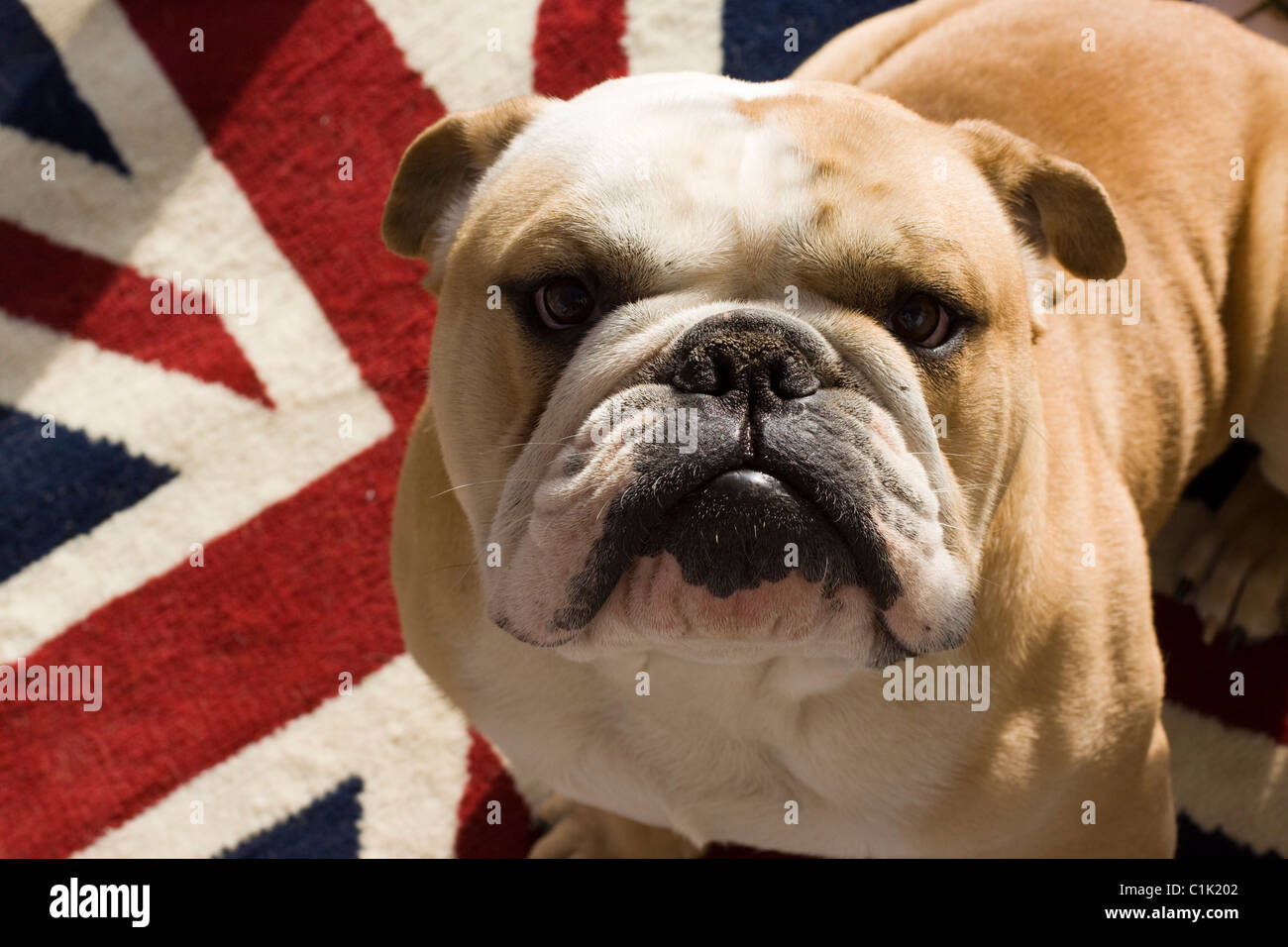 A British Bulldog Sat on a Union Jack Rug Stock Photo - Alamy