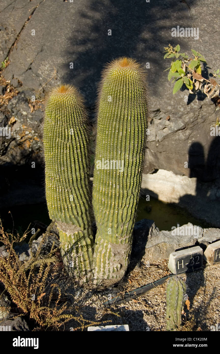 cactus rhipsalis Rhipsalis burchellii main image 0