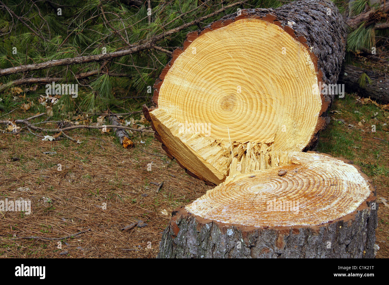A cut pine tree in Arkansas. The stump is in the foreground and the log