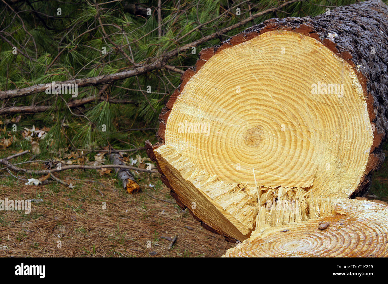 A pine tree stump and log showing many years of growth rings. There are