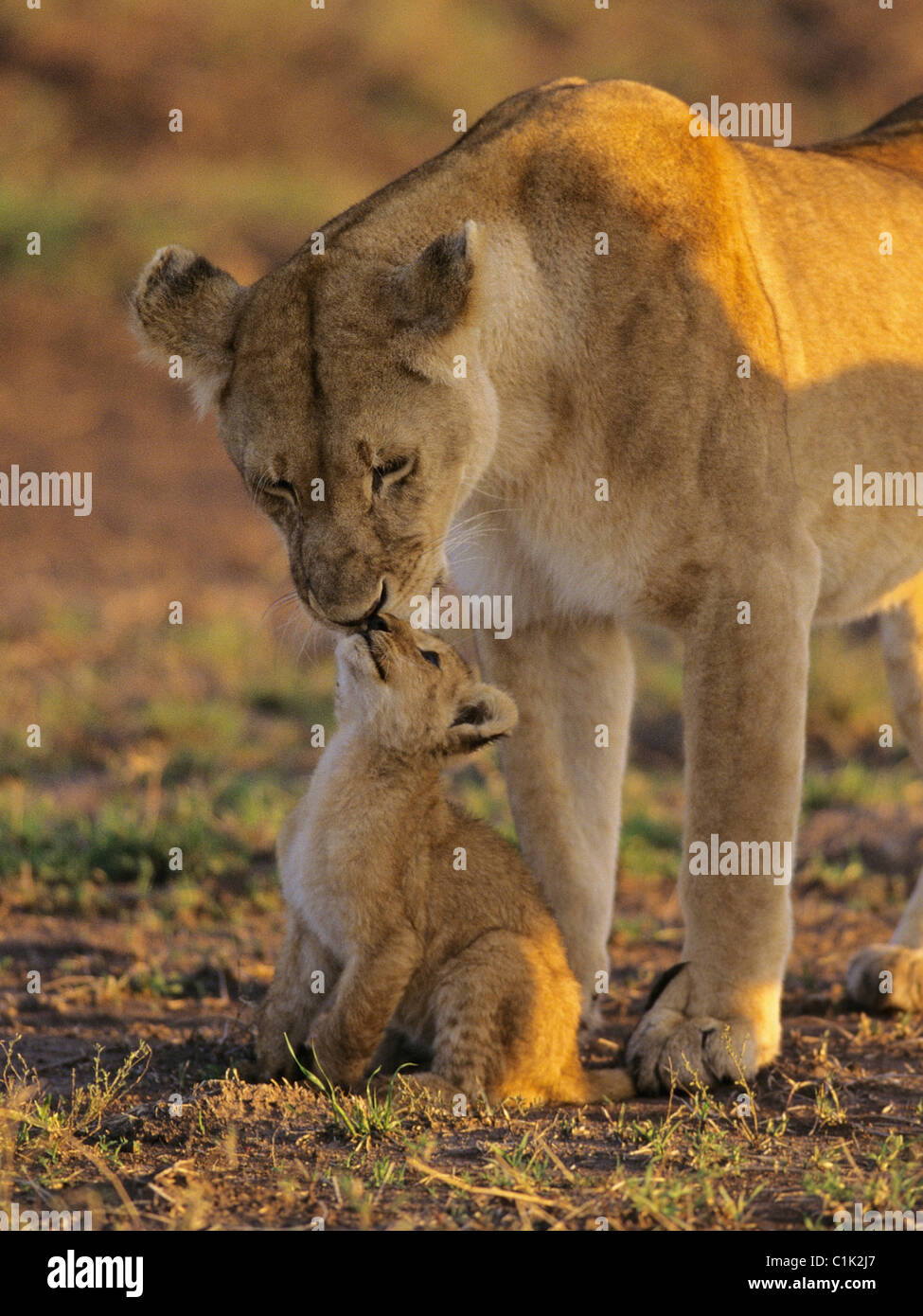 Mother lion kissing her baby. Stock Photo