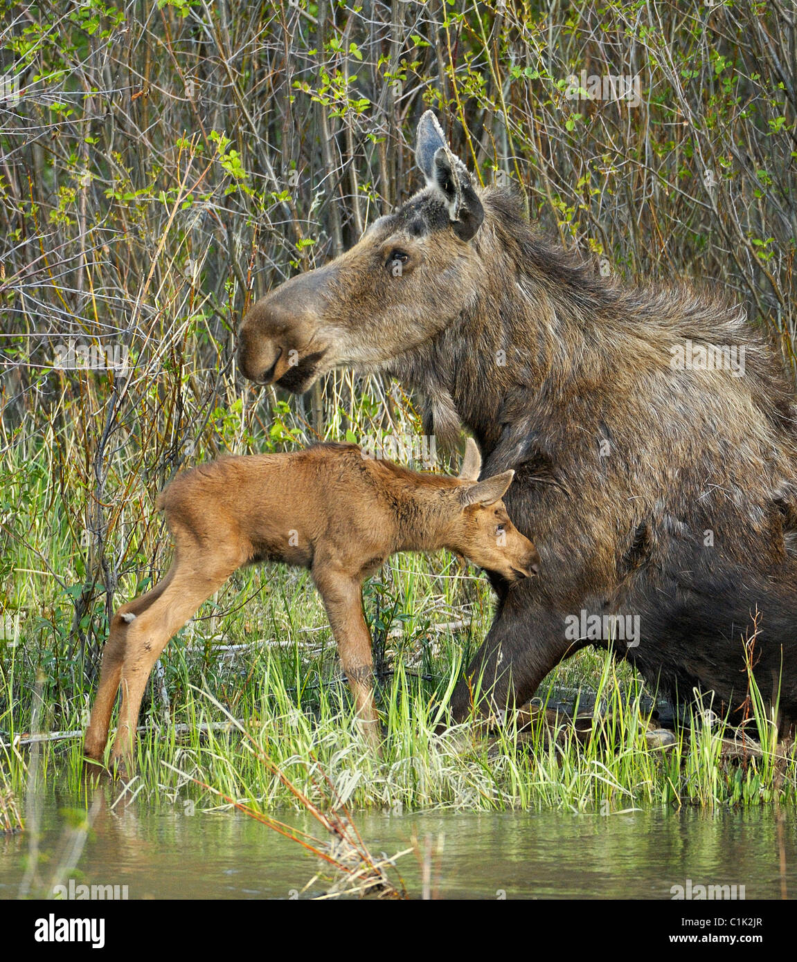 Mother Moose with her newborn calf. Stock Photo